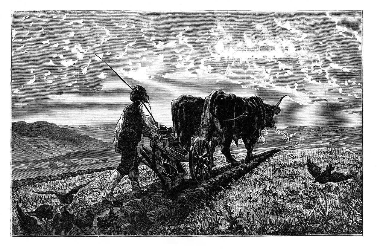 مزارع فرنسي ، c1890 بواسطة غير معروف