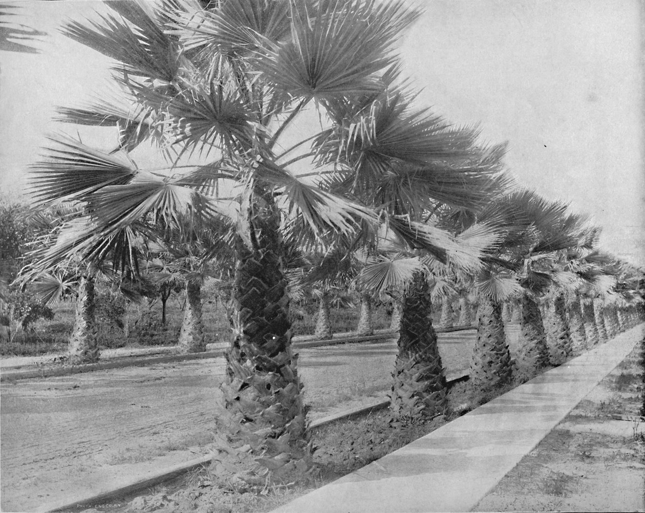 A Palm Avenue in Los Angeles، Cal.، c1897. بواسطة غير معروف