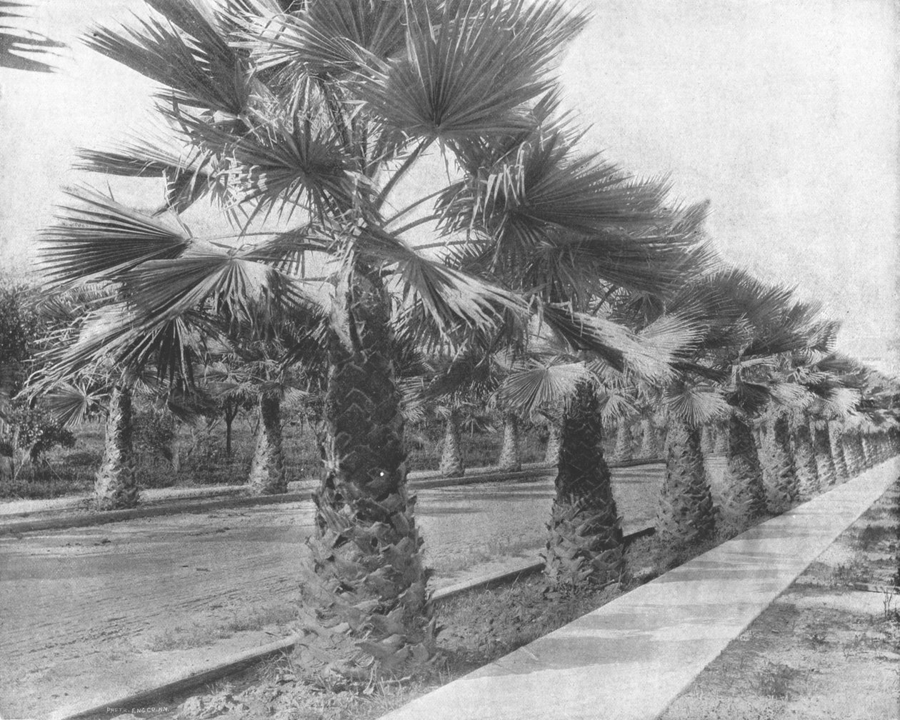 جادة بالم في لوس أنجلوس ، كاليفورنيا ، الولايات المتحدة الأمريكية ، c1900. بواسطة غير معروف