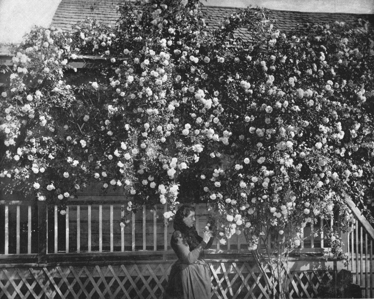 منزل مزخرف بالورود ، جنوب كاليفورنيا ، الولايات المتحدة الأمريكية ، c1900. بواسطة غير معروف