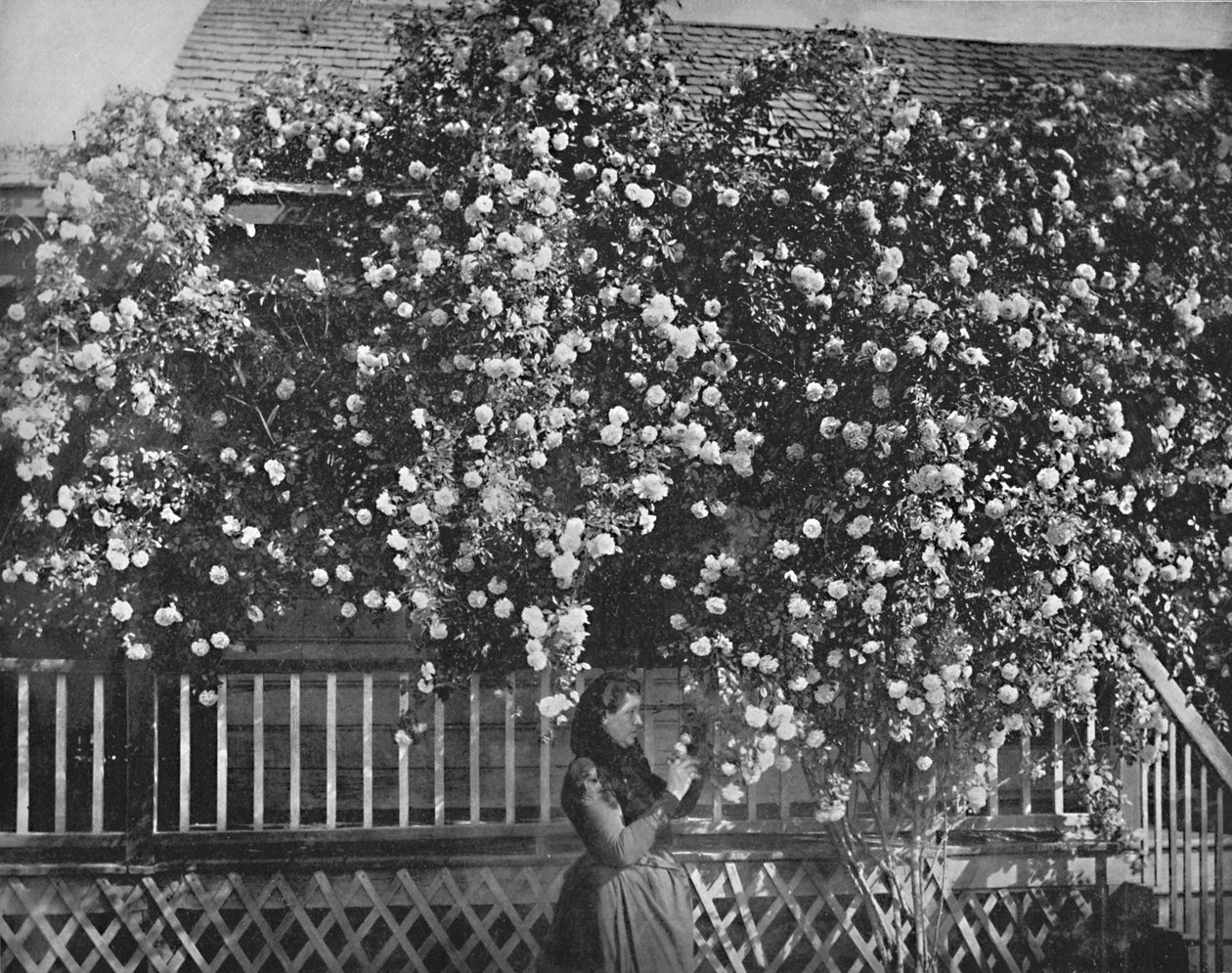 منزل مزخرف بالورود ، جنوب كاليفورنيا ، c1897. بواسطة غير معروف