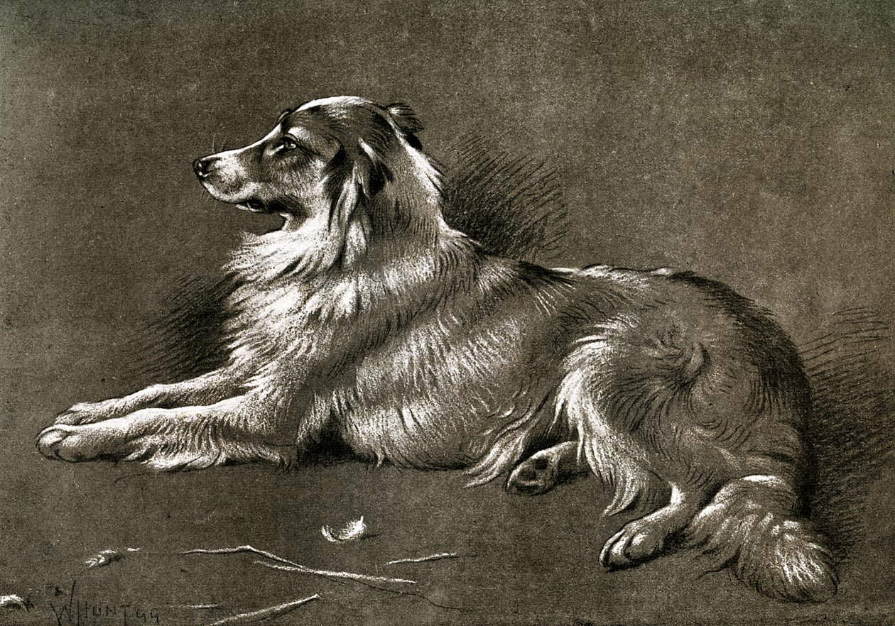 كلب غنم ، 1901 بواسطة غير معروف