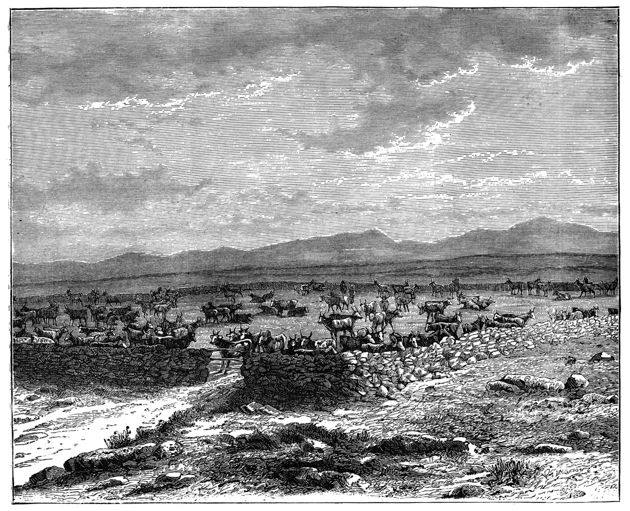 أبقار جنوب أفريقية ، c1890 بواسطة غير معروف