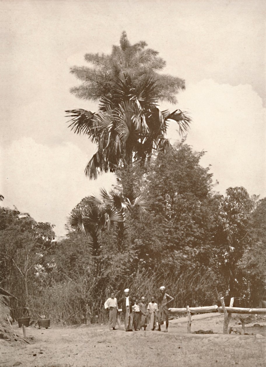 نخلة تاليبوت في زهرة ، 1900. بواسطة غير معروف