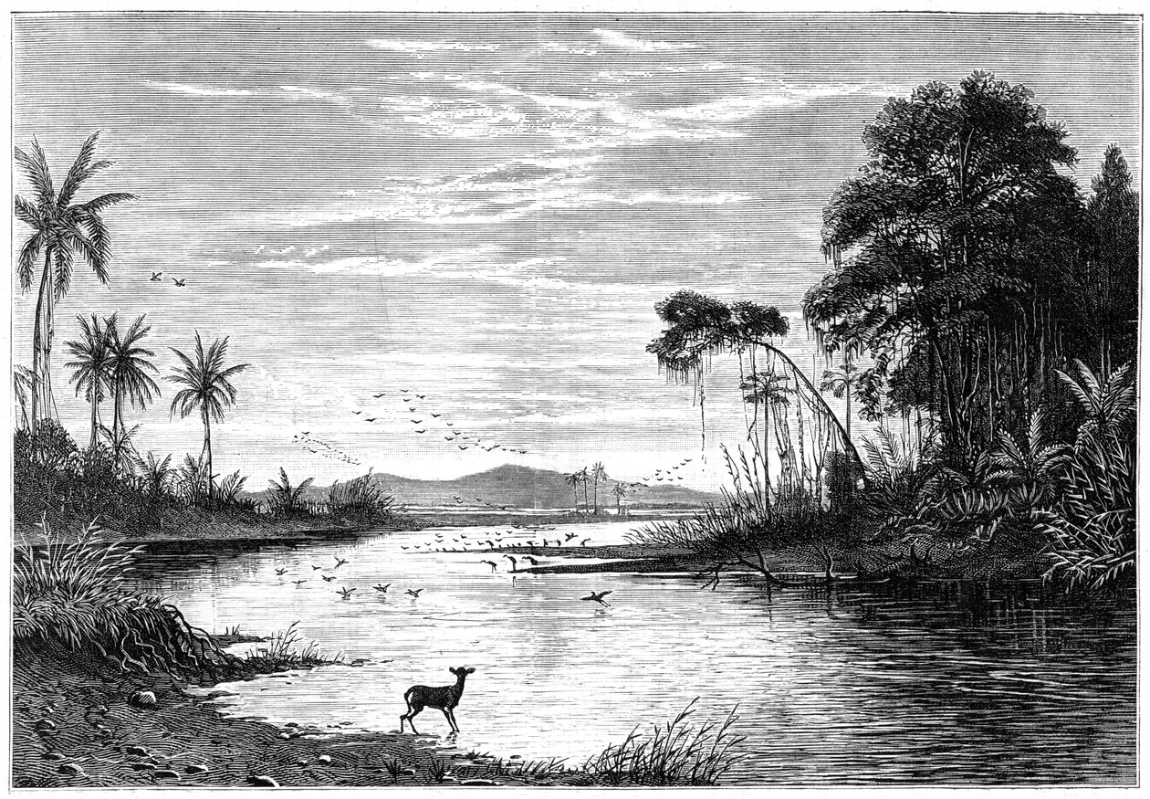 مشهد نهر في فنزويلا ، 1877 بواسطة غير معروف