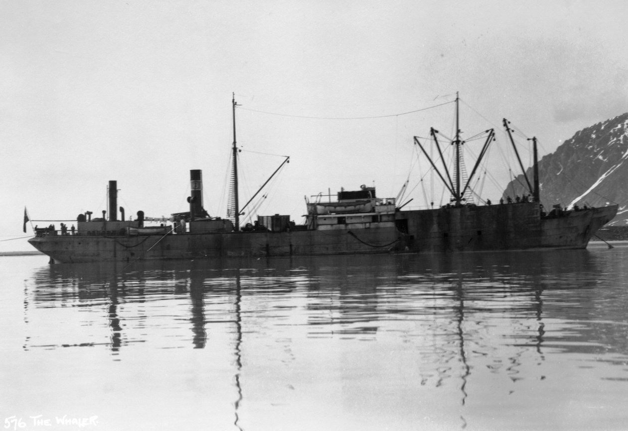 الحيتان ، خليج المجدلية ، سبيتسبيرجين ، النرويج ، 1929 بواسطة غير معروف