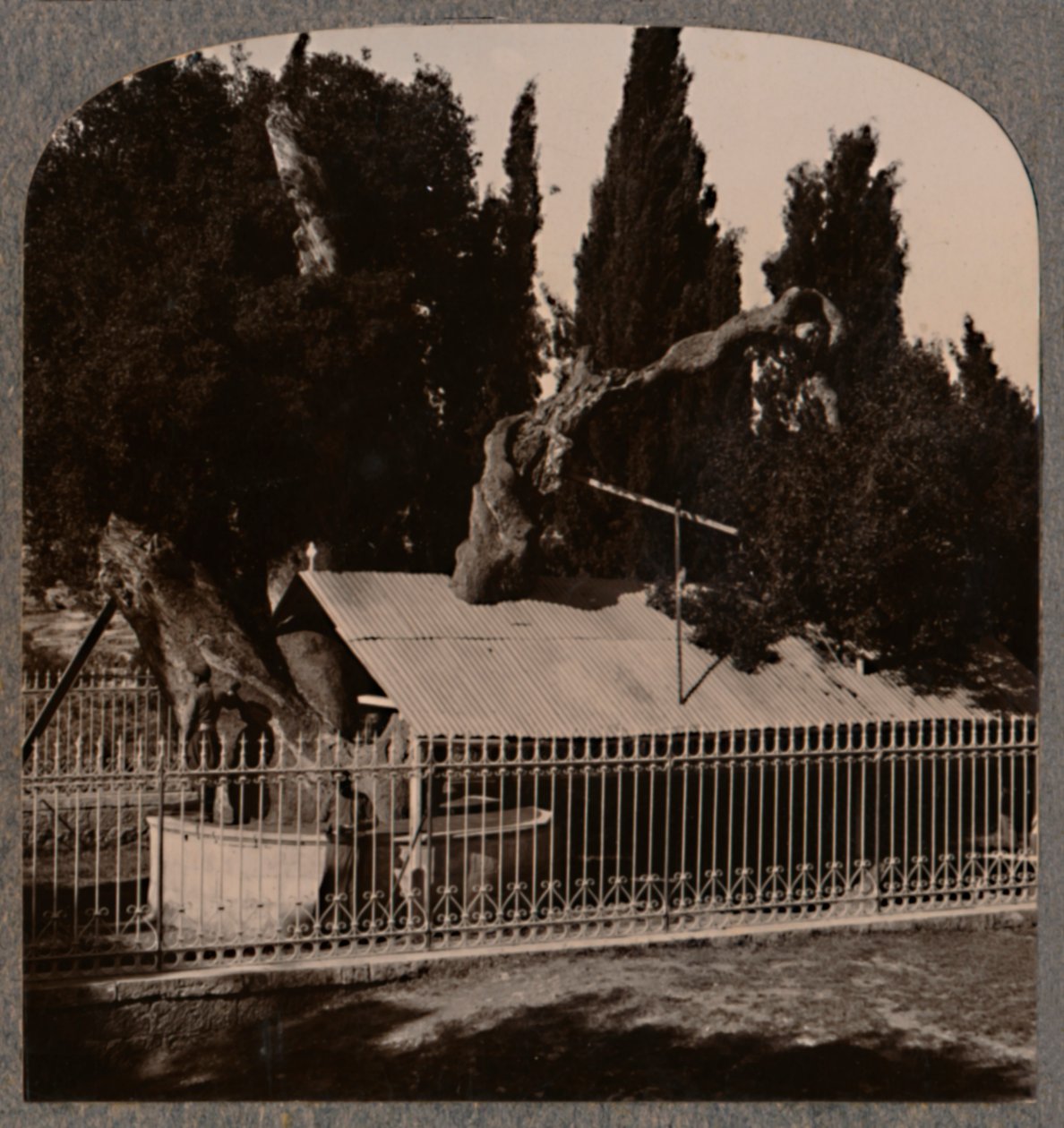 Abrahams Oak بالقرب من الخليل ، c1900 بواسطة غير معروف
