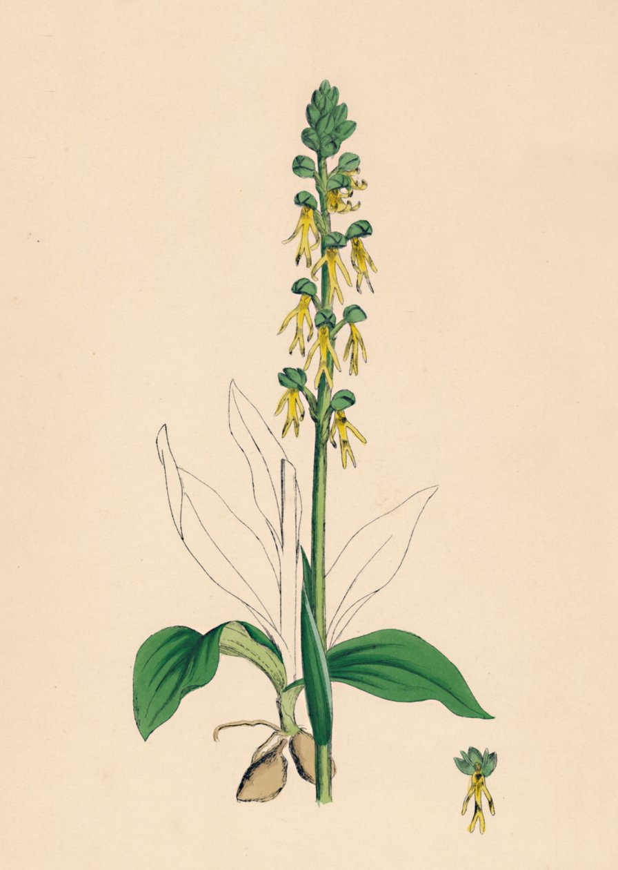 Aceras anthropophora. مان أوركيس ، القرن التاسع عشر بواسطة غير معروف