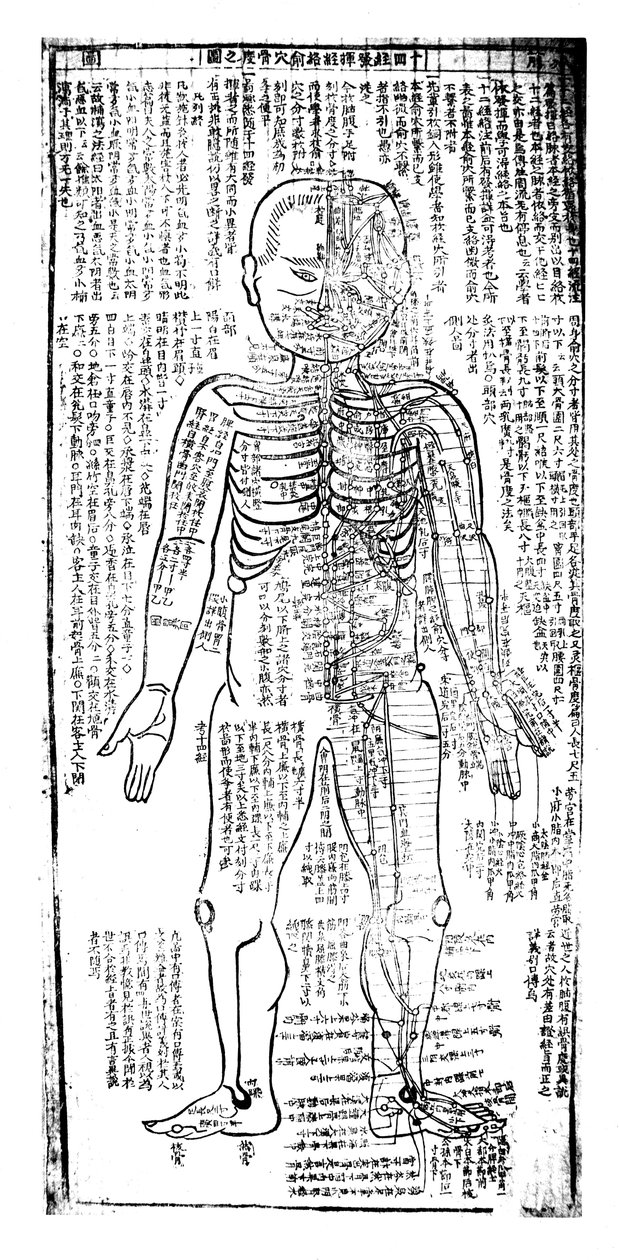 مخطط الوخز بالإبر للجزء الأمامي من الجسم ، ياباني ، القرن التاسع عشر بواسطة غير معروف