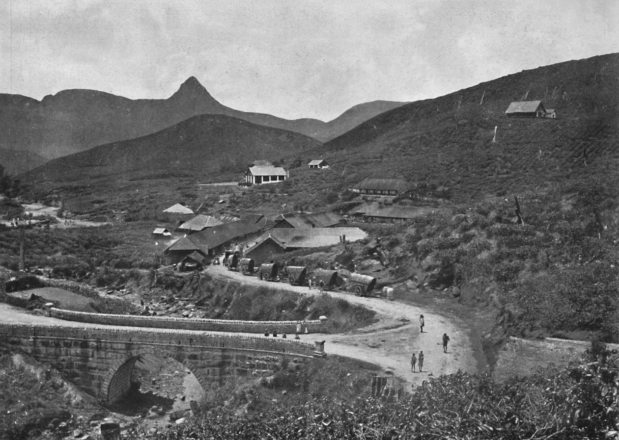 آدمسبيك وبراونلو لزراعة الشاي ، 1926 بواسطة غير معروف