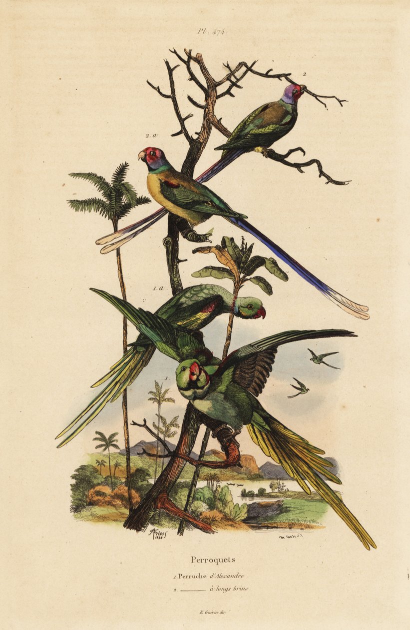 ببغاء الكسندرين ، Psittacula eupatria ، وببغاء طويل الذيل ، ببغاء ألكسندر Psittacula longicauda وببغاء طويل الذيل بواسطة غير معروف