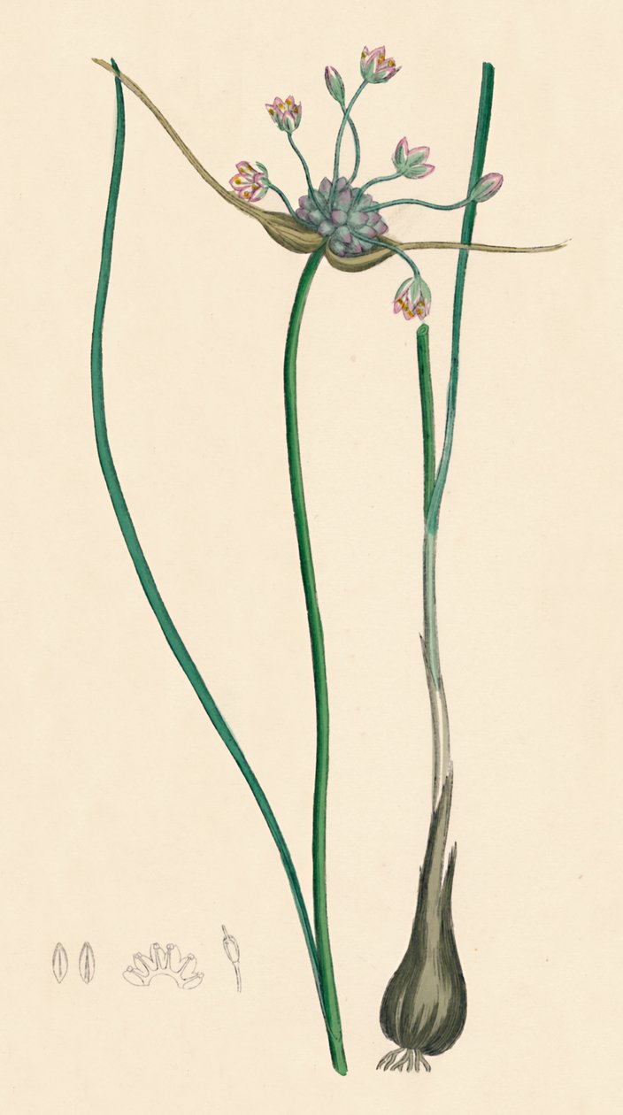 Oleraceum var. حقيقي. صادق. صميم. حقل الثوم فار. القرن التاسع عشر: بواسطة غير معروف