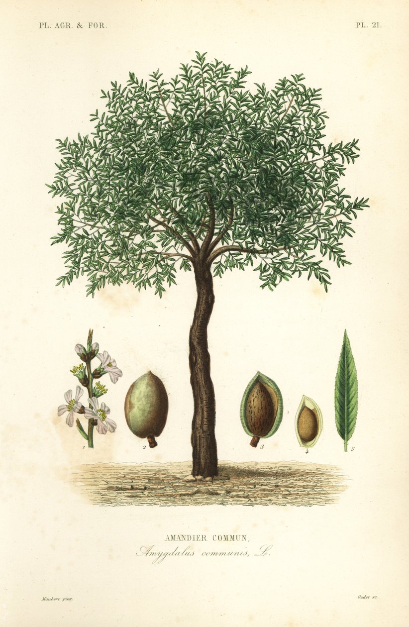Almond tree, Prunus dulcis, Amandier commun بواسطة غير معروف