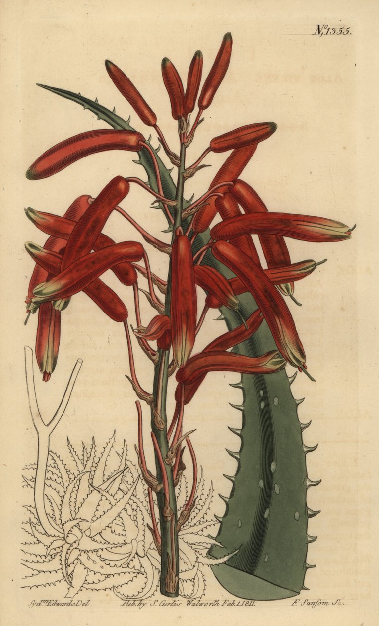 Aloe humilis (Apple-green leaved aloe, Aloe virens) بواسطة غير معروف
