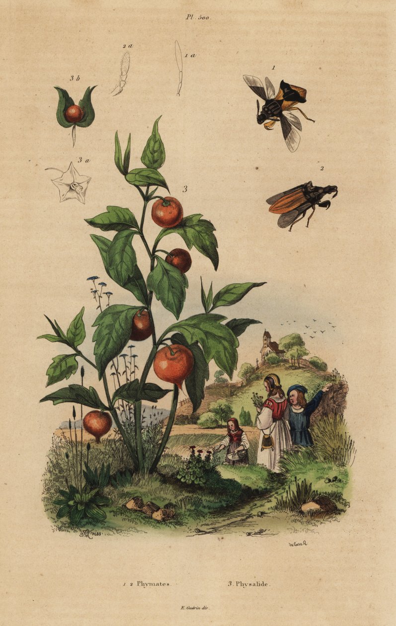 حشرة الكمائن ، Macrocephalus cimicoides 1،2 ، والكرز المثانة أو نبات الفانوس الصيني ، Physalis alkekengi 3 بواسطة غير معروف