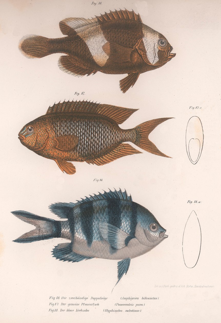 Amphiprion bifasciatus. Pomacentris pavo. Glyphisodo ، c.1850s بواسطة غير معروف