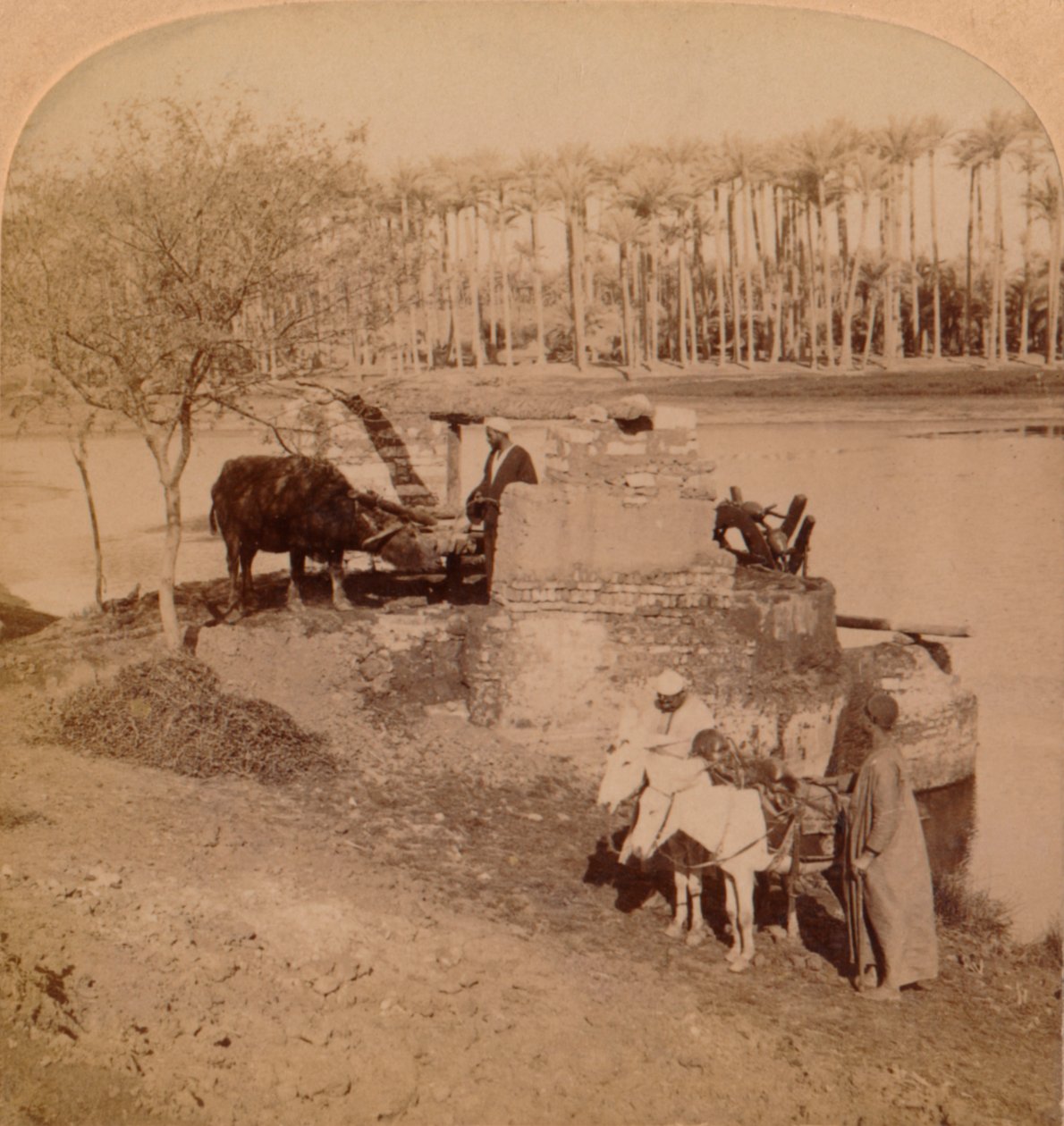 الساقية المصرية ، رسم مياه النيل للري ، مصر ، 1896 بواسطة غير معروف