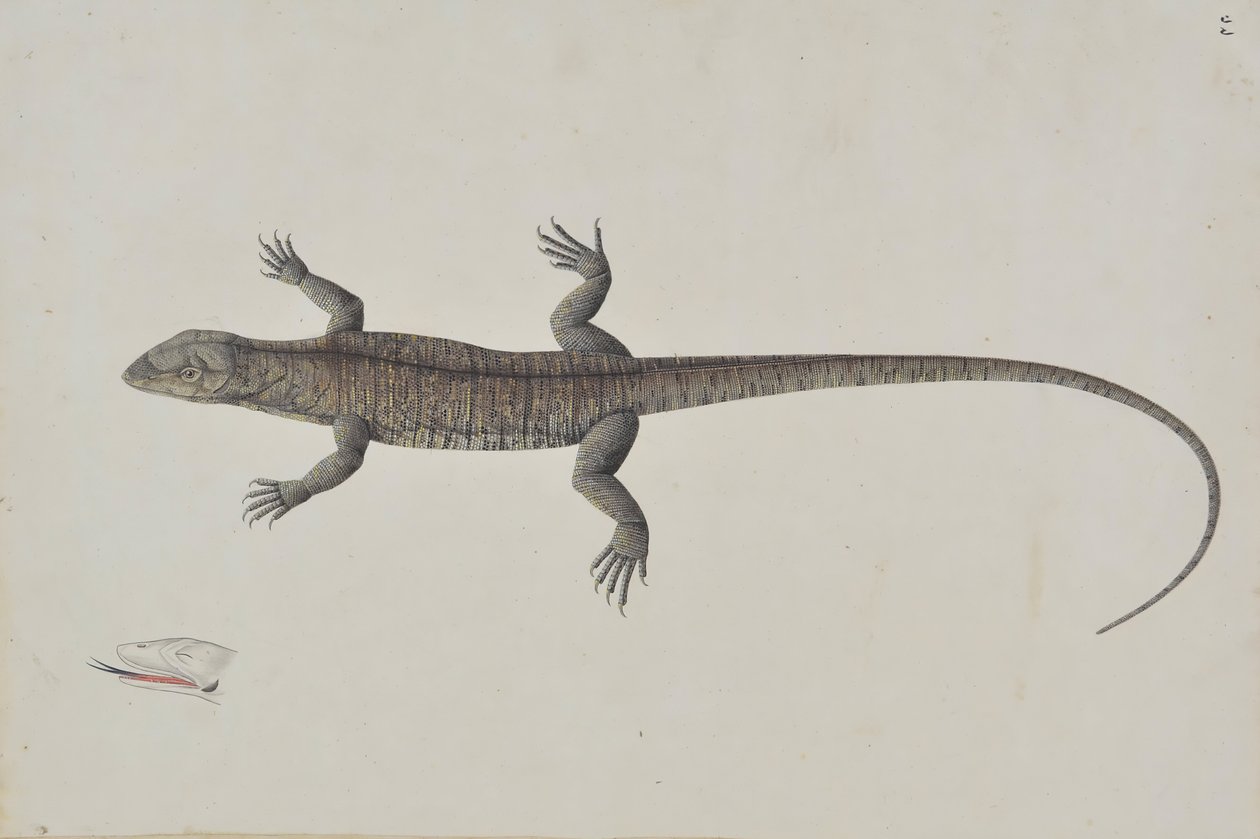 سحلية هندية من طراز Bish-Khopra ، ح. 1790. بواسطة غير معروف