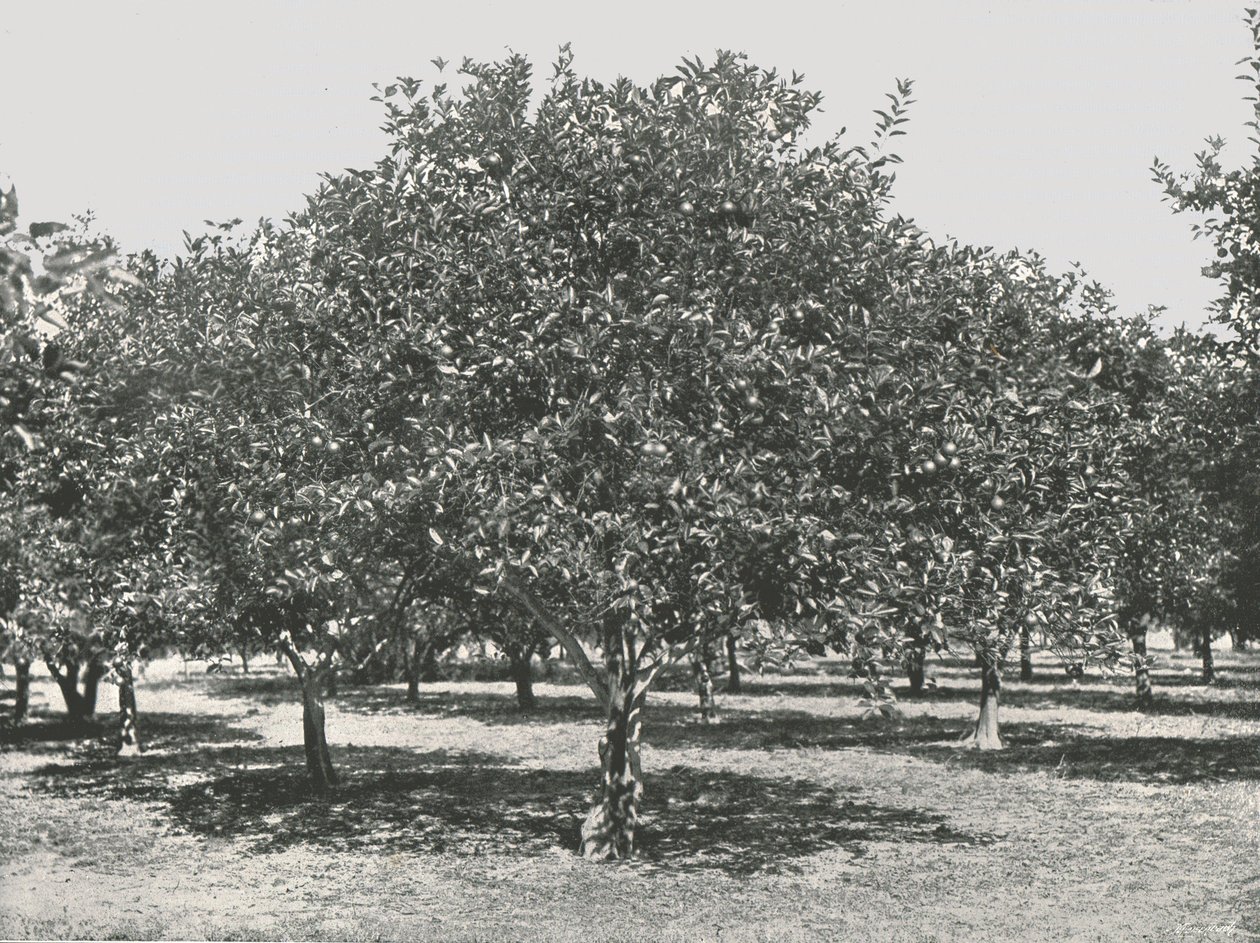 بستان برتقال بالقرب من المدينة ، سانت أوغسطين ، الولايات المتحدة الأمريكية ، 1895. بواسطة غير معروف