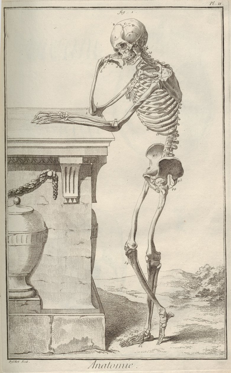 تشريح. من Encyclopédie بقلم دينيس ديدرو وجان لو روند دالمبرت ، 1751-1765. بواسطة غير معروف