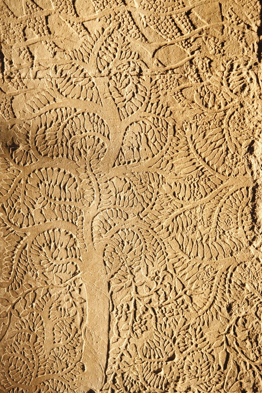 أنغكور وات ، تفاصيل منحوتة على WallTree ، سييم ريب ، كمبوديا بواسطة غير معروف