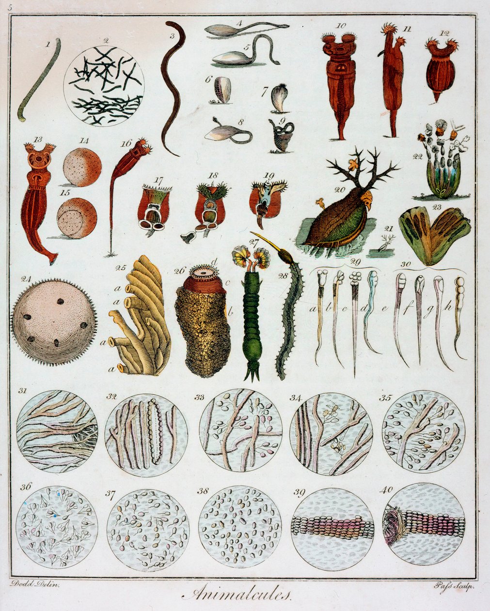 "Animalcules" لاحظها أنطون فان ليوينهوك ، عام 1795 بواسطة غير معروف