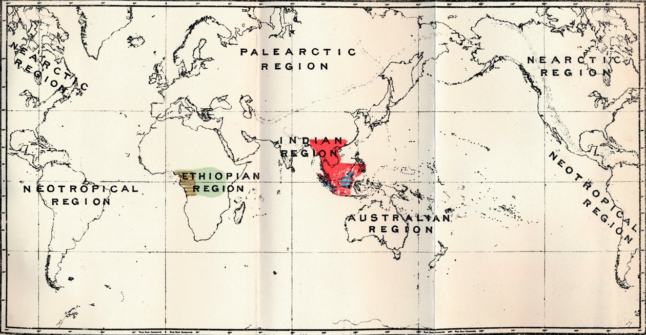 Anthropoidea - Hylobates Red ، Simia Blue ، Gorilla Brown ، Anthropopithecus Green ، 1897 بواسطة غير معروف
