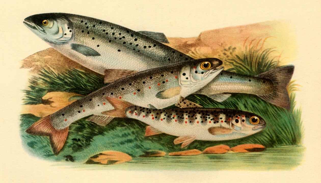 سمك السلمون الأطلسي - Grilse ، Smolt and Parr ، 1887 ، 1946. بواسطة غير معروف