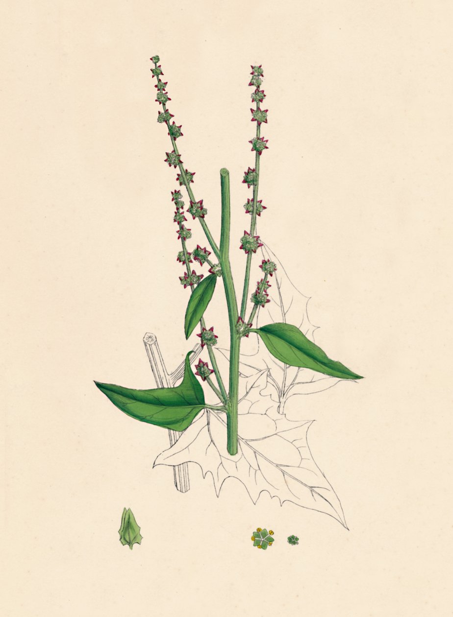 Atriplex Smithii. سميثز أوراشي ، القرن التاسع عشر بواسطة غير معروف