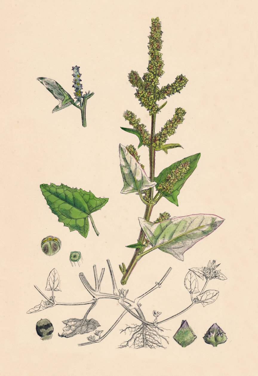 Atriplex deltoidea. أوراشي ذو الأوراق المثلثة ، القرن التاسع عشر بواسطة غير معروف