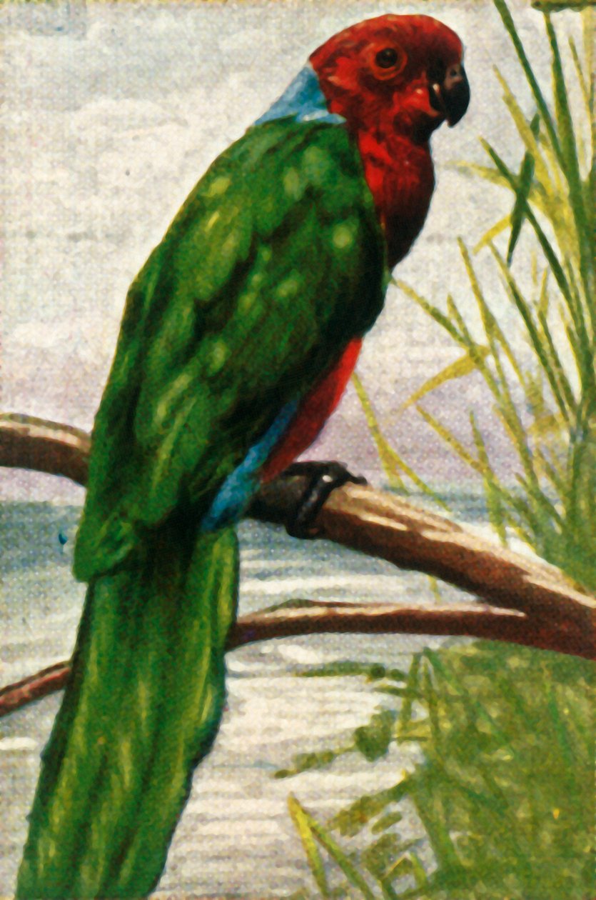 ببغاء أسترال ، c1928. بواسطة غير معروف