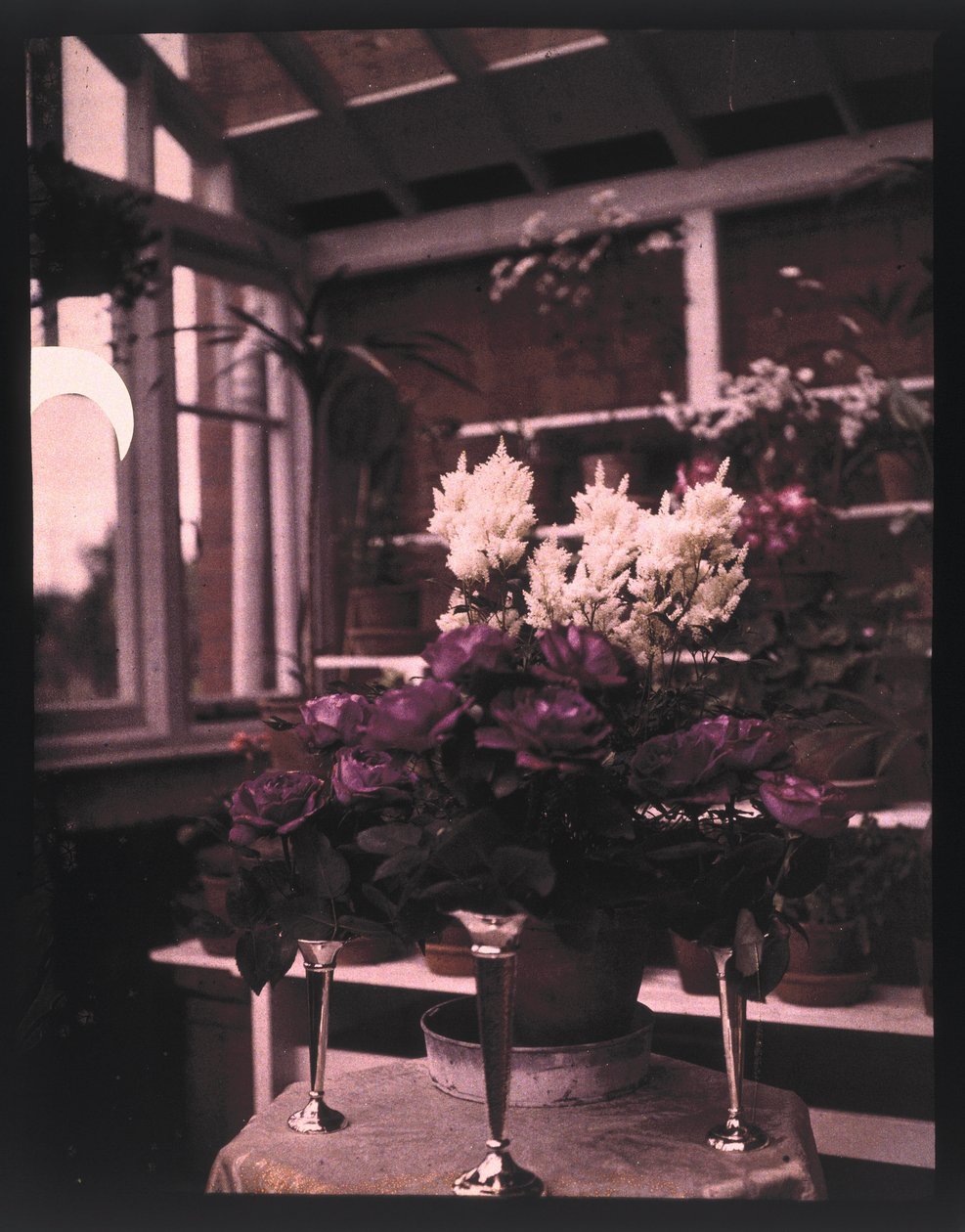Autochrome من الورود الوردية في إناء فضي في دفيئة ، ج عام 1910 بواسطة غير معروف