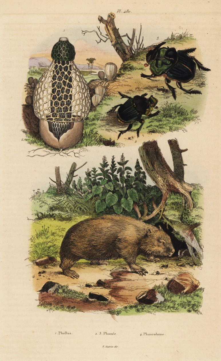 Bamboo fungus, Phallus indusiatus 1, scarab dung beetles, Coprophanaeus ensifer 2 and Diabroctis mimas 3, and common wombat, Vombatus ursinus 4 بواسطة غير معروف
