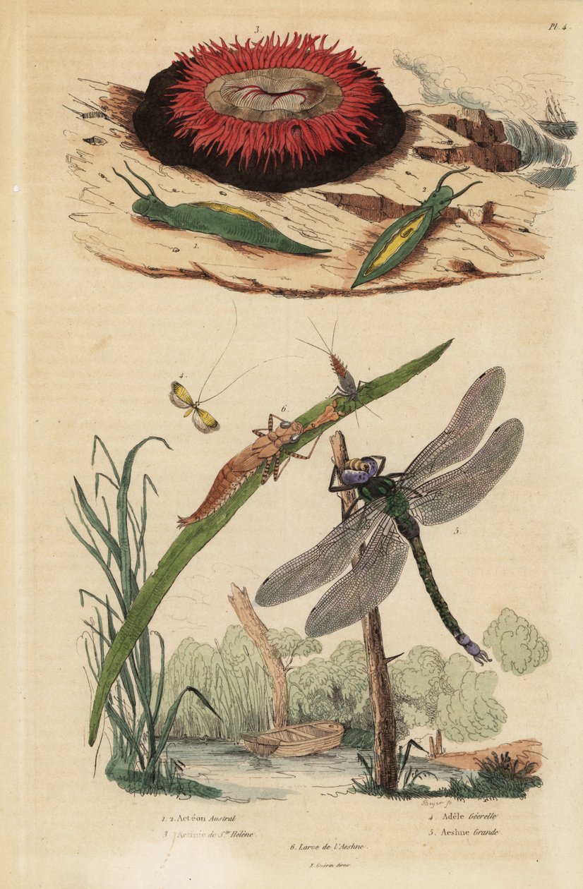 Barrel bubble snail, Acteon tormatilis 1, beadlet anemone, Actinia equina 2, yellow-barred long-horn, Nemophora degeerella 3, brown hawker, Aeshna grandis 4 بواسطة غير معروف
