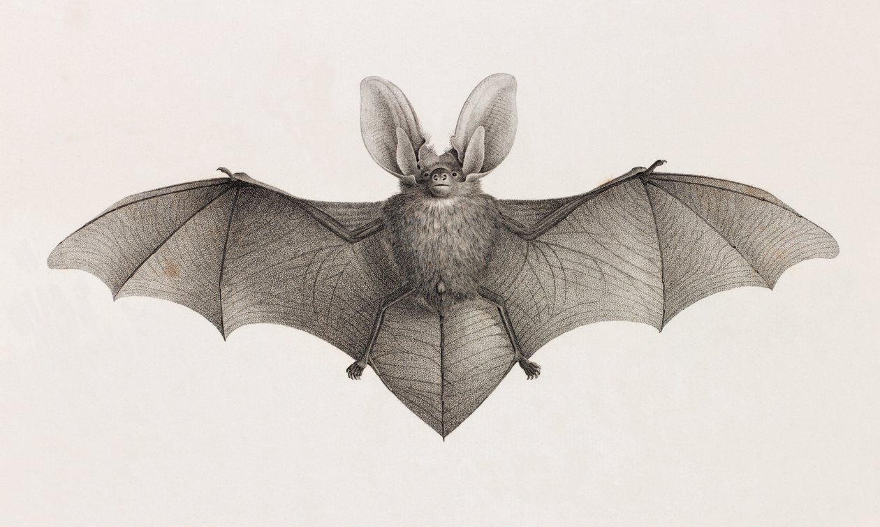 Bat eared variety, bats in Egypt بواسطة غير معروف