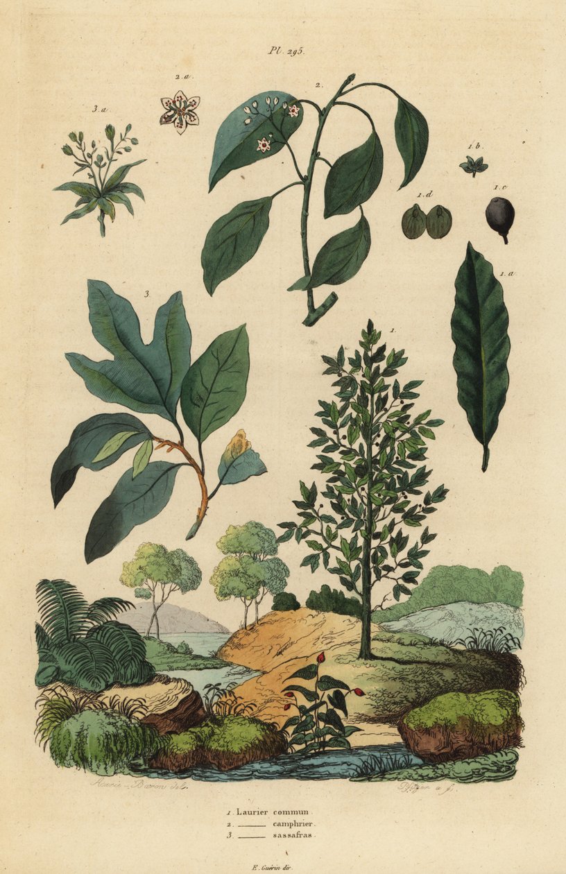 غار الغار ، Laurus nobilis 1 ، شجرة الكافور ، Cinnamomum camphora 2 ، و sassafras ، Sassafras albidum 3 بواسطة غير معروف
