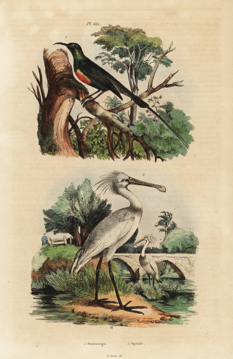 طائر الشمس الجميل ، Cinnyris pulchella ، و spoonbill الشائع ، Platalea leucorodia بواسطة غير معروف