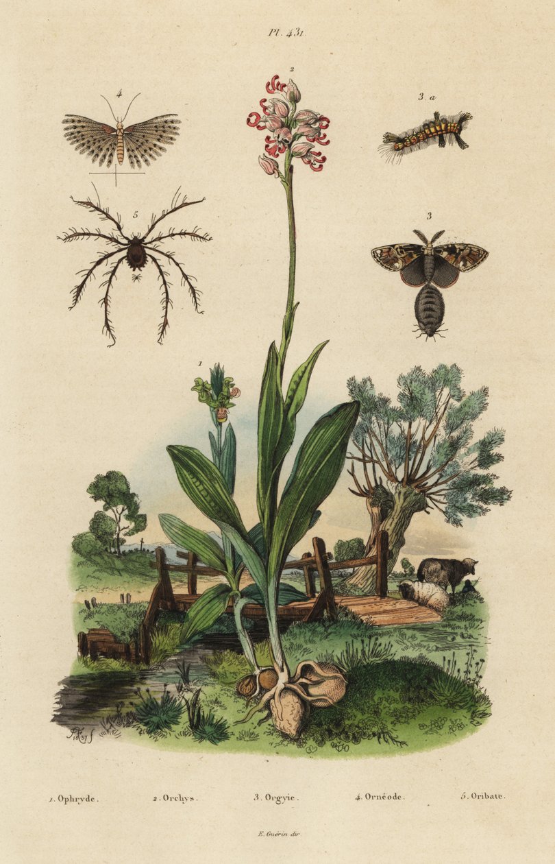 أوركيد النحل ، Ophrys apifera 1 ، Monkey Orchid ، Orchis simia 2 ، عثة Tussock صدئة ، Orgyia Antiqua 3 ، عشرين عمودًا ، Alucita hexadactyla 4 ، و Oribata geniculata mite 5 بواسطة غير معروف