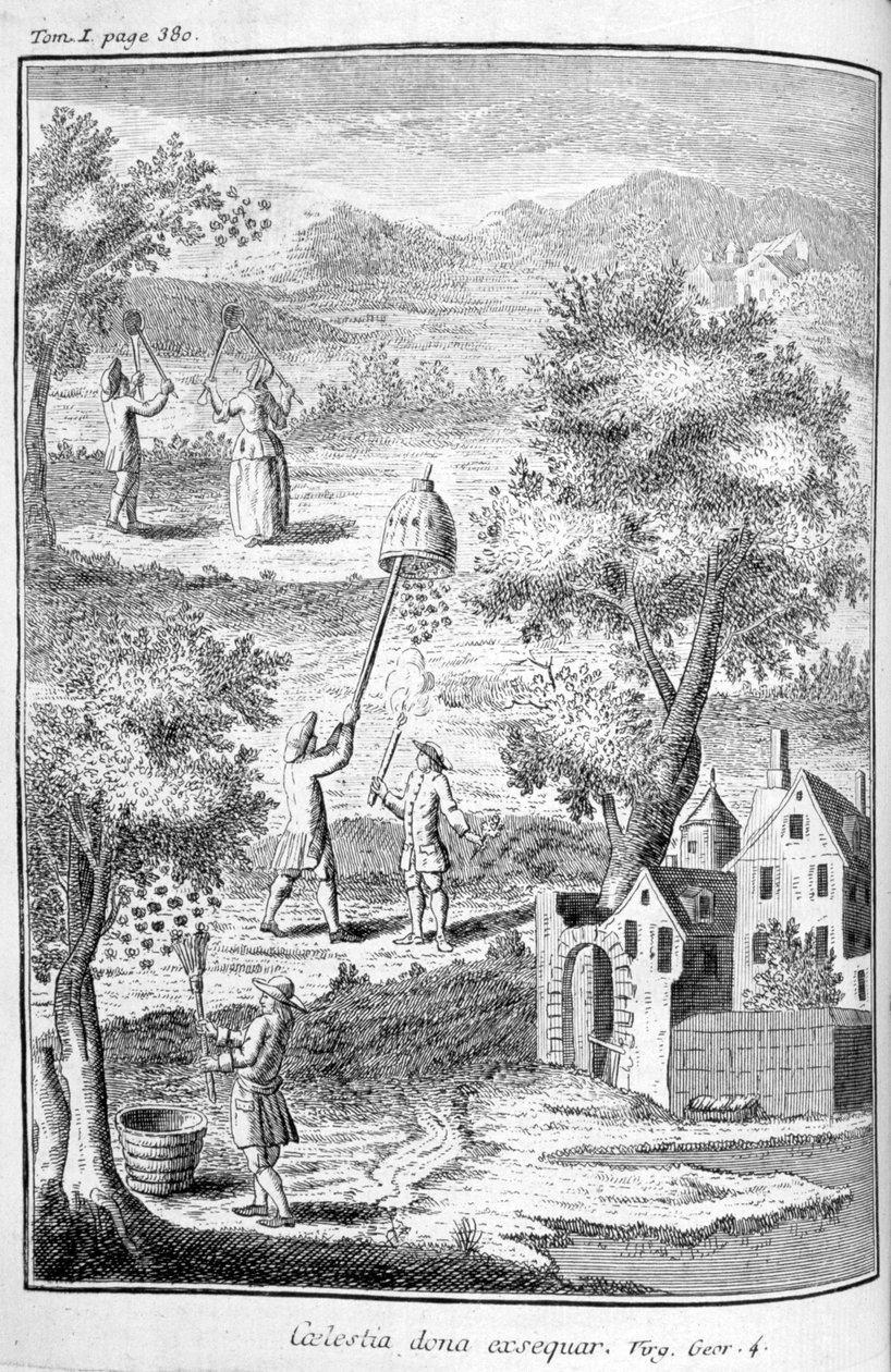 تربية النحل ، 1775 بواسطة غير معروف