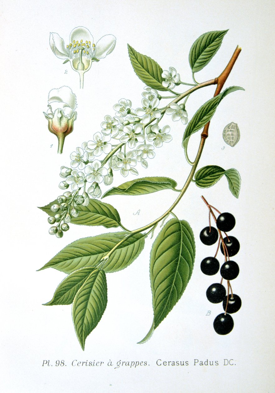 طائر الكرز ، 1893 بواسطة غير معروف