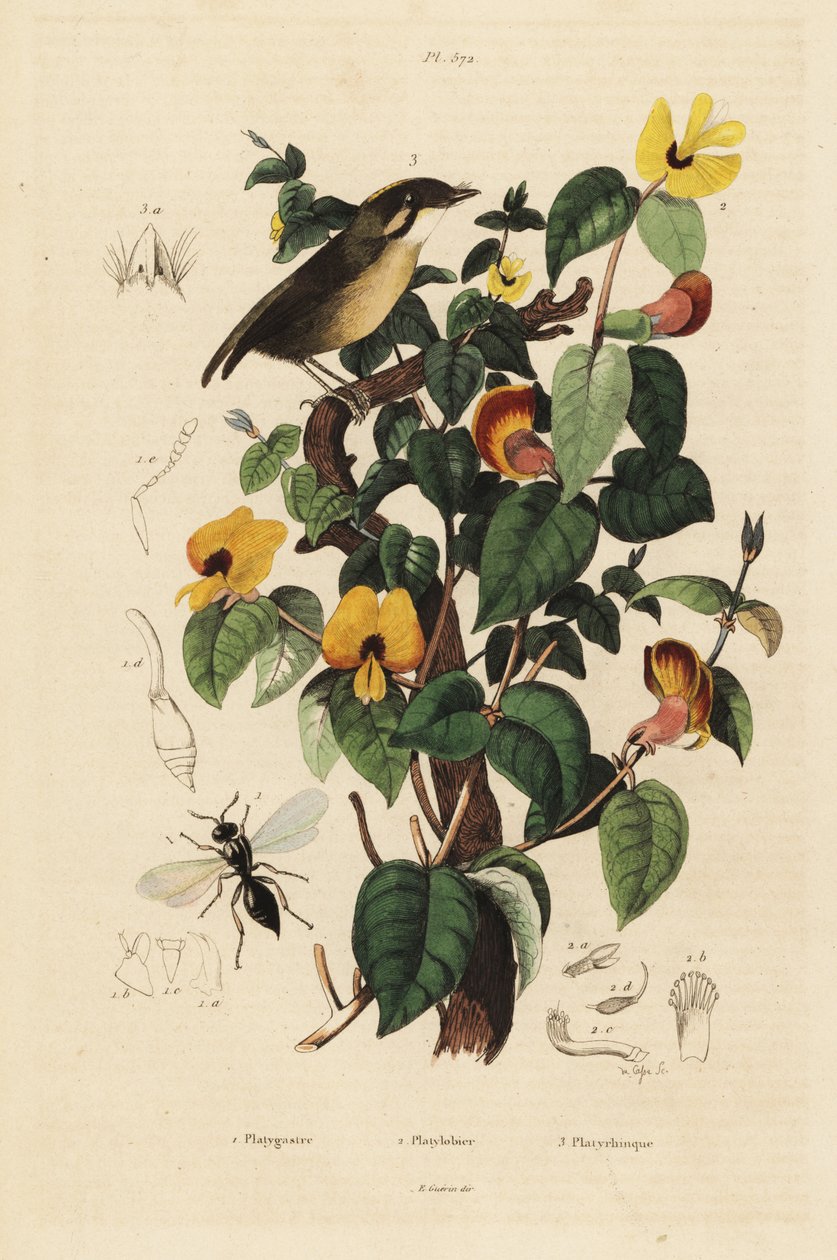 Black-cheeked gnateater, Conopophaga melanops, handsome sweetpea, Platylobium formosum, and Inostemma boscii wasp بواسطة غير معروف
