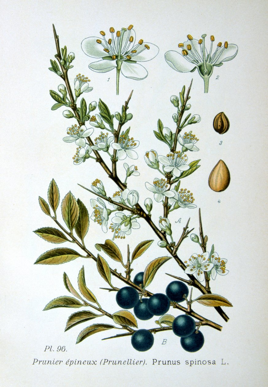 بلاكثورن ، 1893 بواسطة غير معروف