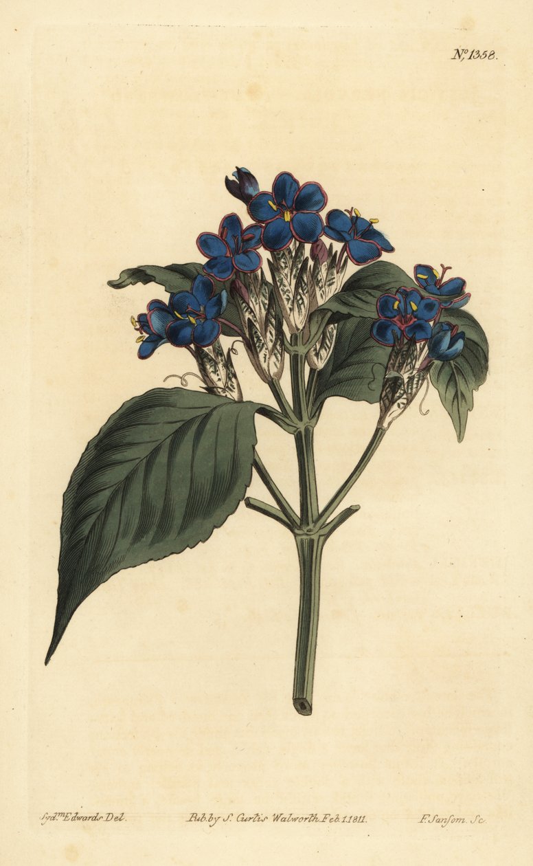 حكيم أزرق ، Eranthemum pulchellum (جوستيسيا ذات أزهار زرقاء ، جوستيسيا عصبي) بواسطة غير معروف