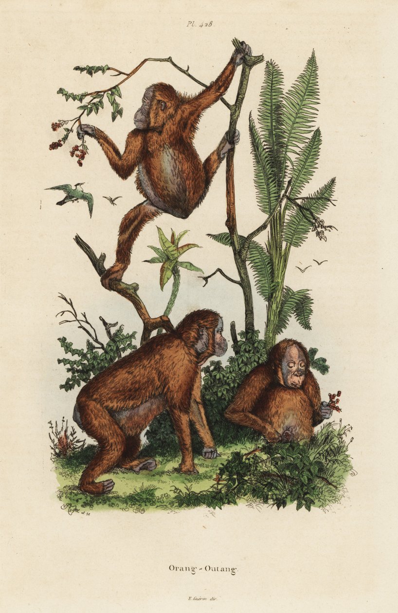 انسان الغاب بورنيو ، Pongo pygmaeus بواسطة غير معروف