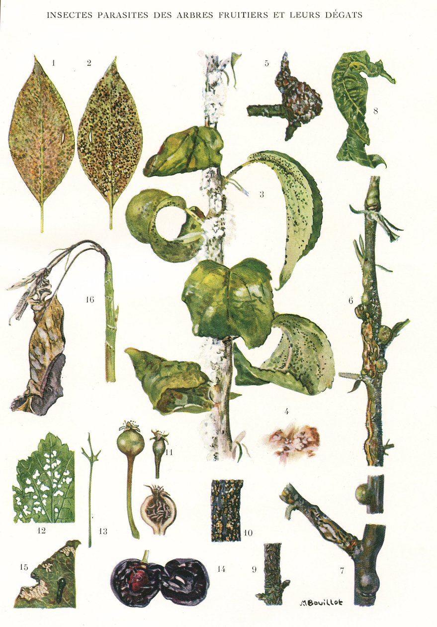 Botanical Board/Fruit Tree Parasites بواسطة غير معروف
