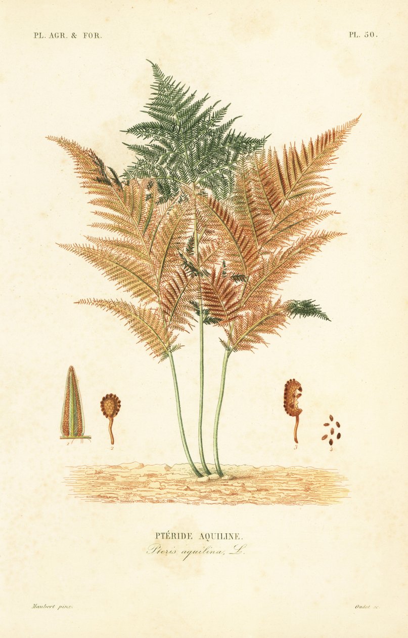 سرخس الفرامل أو السرخس المشترك ، Pteridium aquilinum ، Pteris aquilina ، Pteride aquiline بواسطة غير معروف