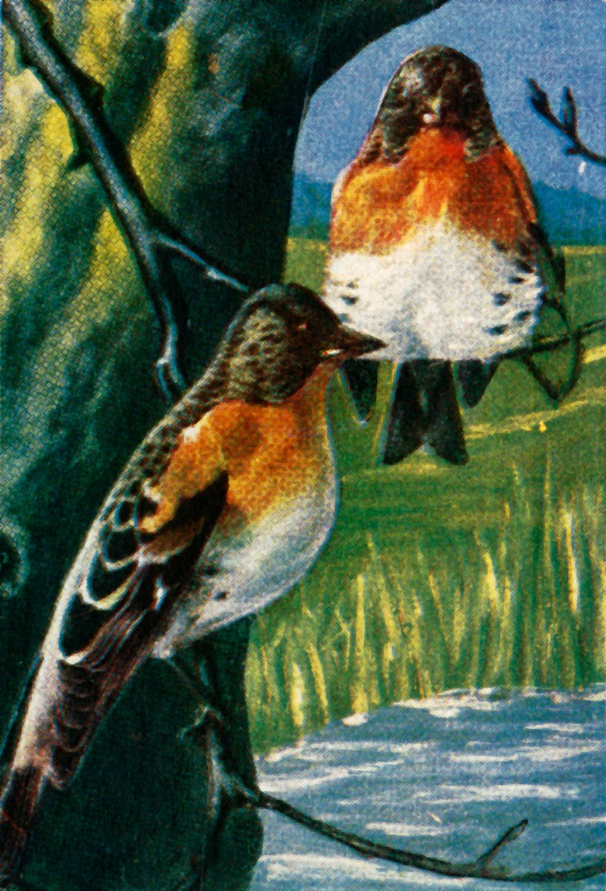 Bramblings ، c1928. بواسطة غير معروف