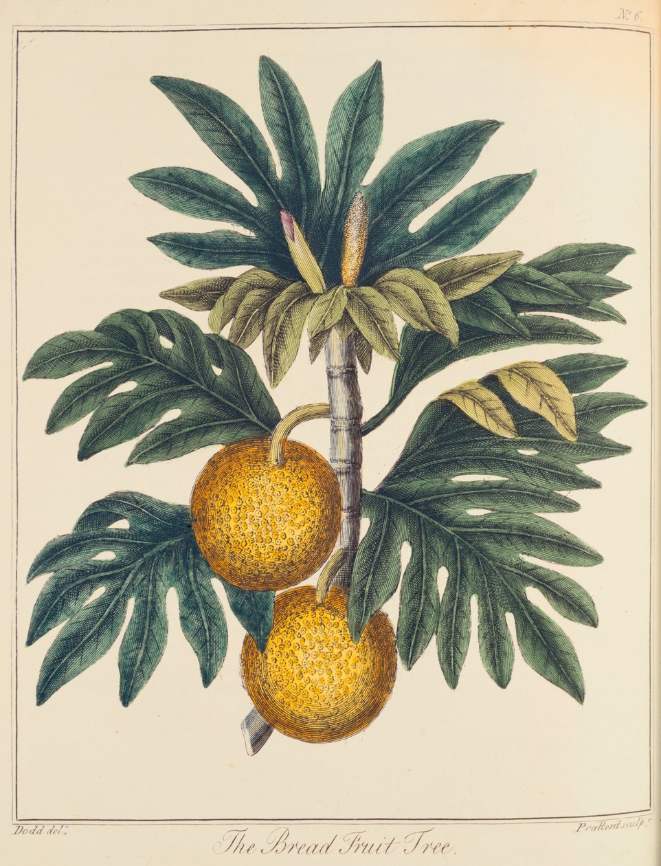 قطع الخبز من Cempedak ، c1798 بواسطة غير معروف
