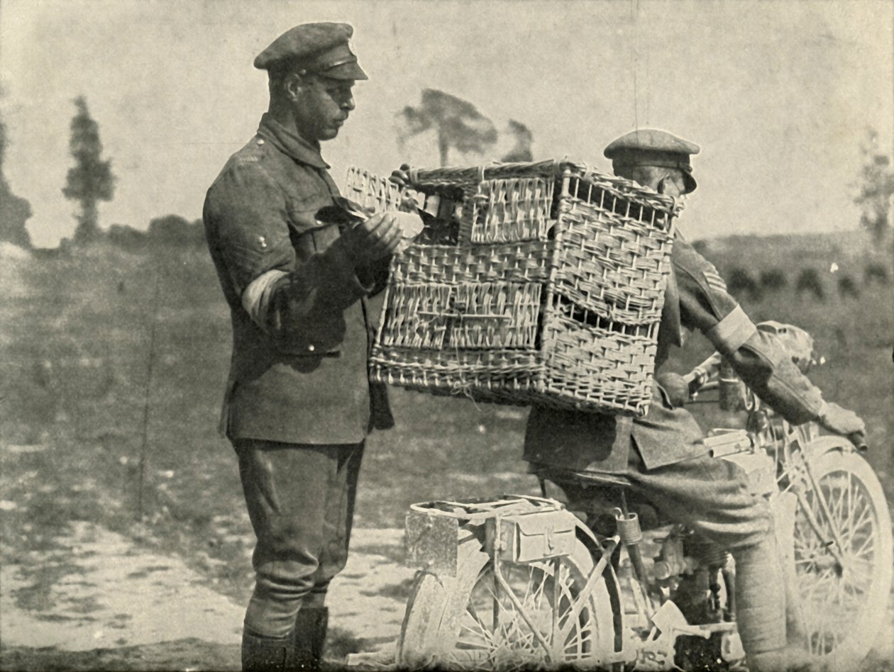 الحمام الزاجل للجيش البريطاني في فرنسا ، 1919. بواسطة غير معروف