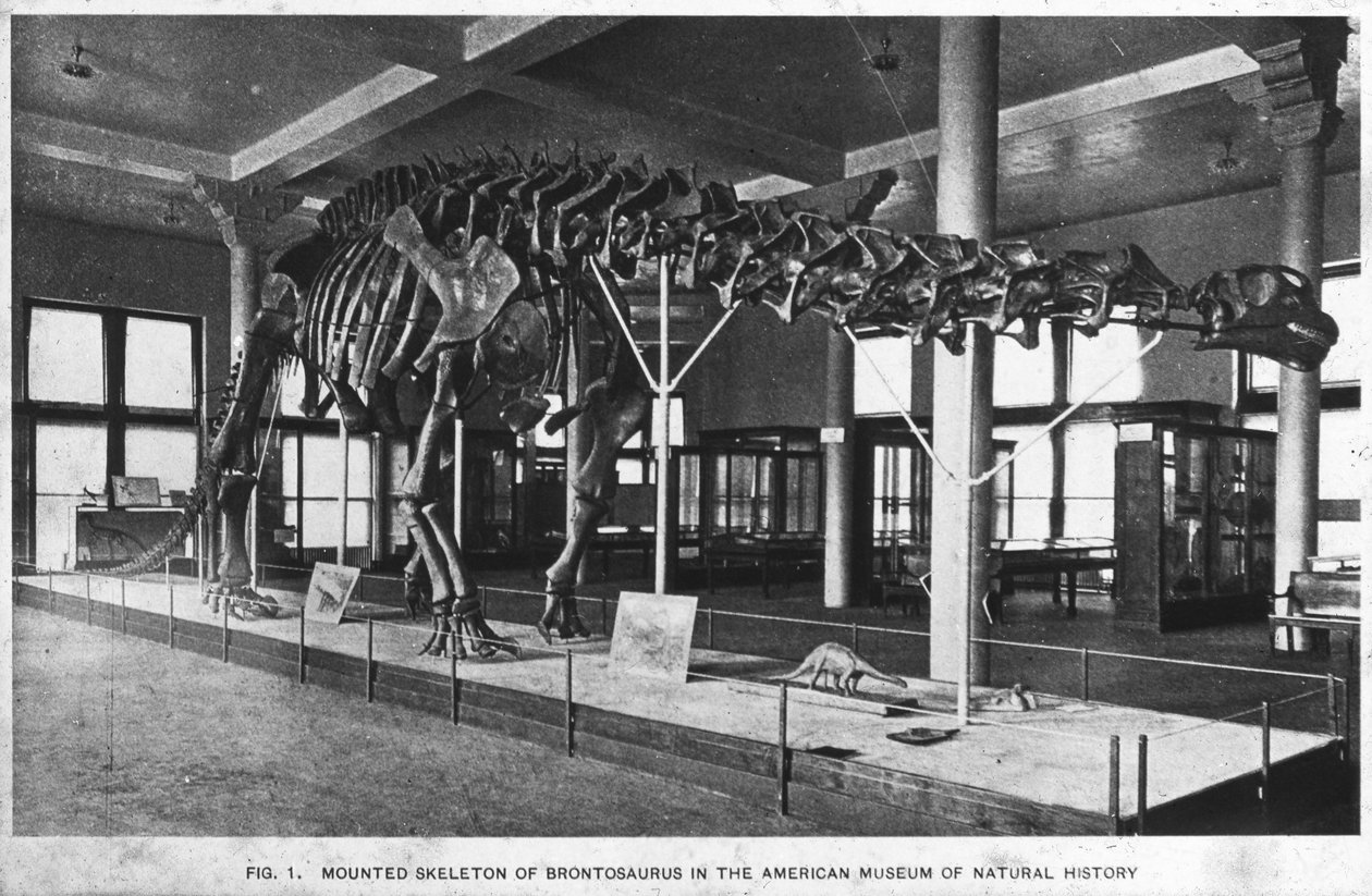 هيكل عظمي Brontosaurus ، المتحف الأمريكي للتاريخ الطبيعي ، نيويورك ، الولايات المتحدة الأمريكية ، أوائل القرن العشرين بواسطة غير معروف